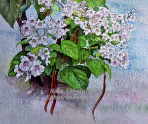 Catalpa by artist Sara Taliaferro The Treebook Project